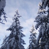 Лариса Семенова