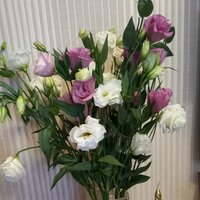 Ольга Тутаринова