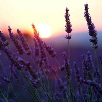 Сафия Тазова