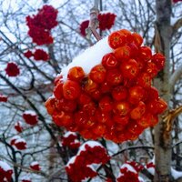 Катерина Денисова