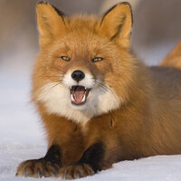 Наталья Соколова