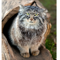 Владимир Флай