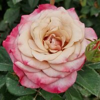 Матушка Мыколы