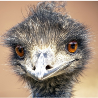 Радмир Чулпанов