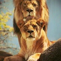 Мадина Гуриева