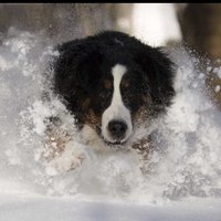 Маруся Мухина