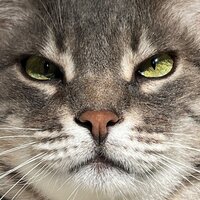 Анастасия Мирошниченко