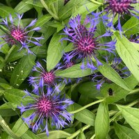 Елена Гупалова