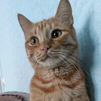 Елена Брейтенбихер