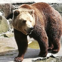 Дмитрий Вальс