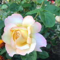 Ольга Коновалова