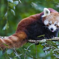 Дмитрий Дмитриев