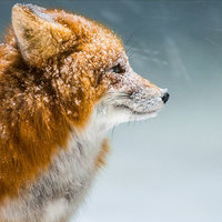 Светлана Н.