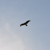 михаил мазанов