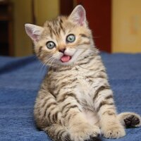 Елена Елена