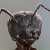 Виталий Огурцов