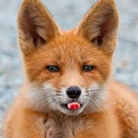 Степан Менду