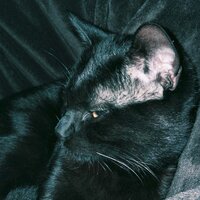 Елена Премудрая