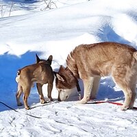 Ольга Морозова