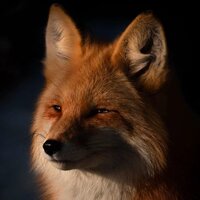 Екатерина Шестакова