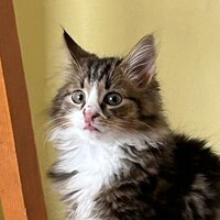 Дарья Самарская