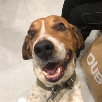 Яна Дашевская