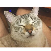 Айдын Мехтиев