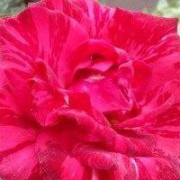 Евгения Иванова