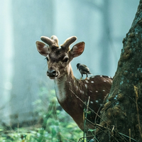 Елена Евгеньевна