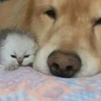 Елена Бережная