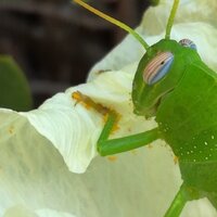 Бычкова Таисия (ligermun)