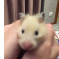 Ксения Наливайченко