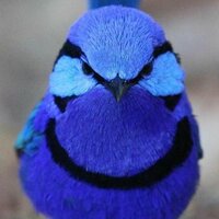 Ольга Быковская