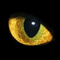 Илья Павлов