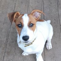 Алексей Тишков