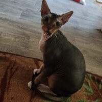 Евгений Попов