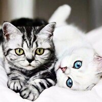 Надежда Шишкина