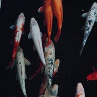 Анастасия С.