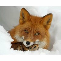 Александра К.