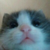 Алька Алька