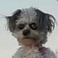 моша мошоша