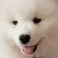 Елена Баришовец