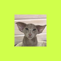 Полина Коровина