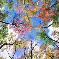 Ирина Макарова