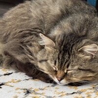 Александр Гурин