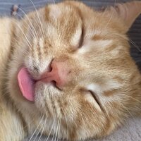 Анастасия Литвинова