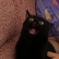 Анастасия Новикова