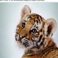 Марина Мустаева