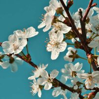 Анастасия Ромашина