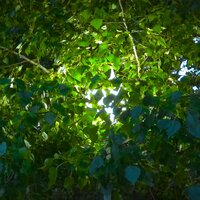 Adilbek Shaimardanov